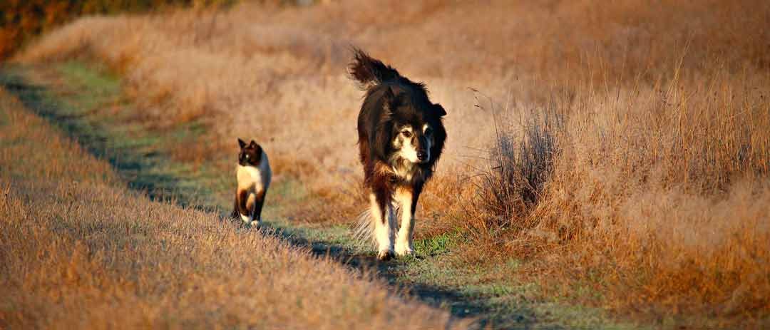 Los beneficios de salir a pasear con tu perro y su importancia