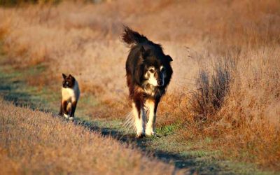 Los beneficios de salir a pasear con tu perro y su importancia