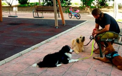 Tips para ser un buen ciudadano canino y humano