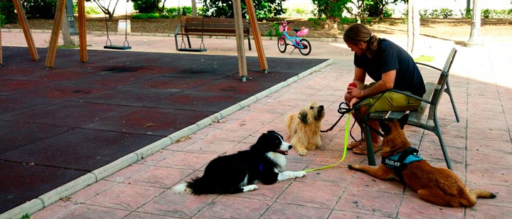 Tips para ser un buen ciudadano canino y humano